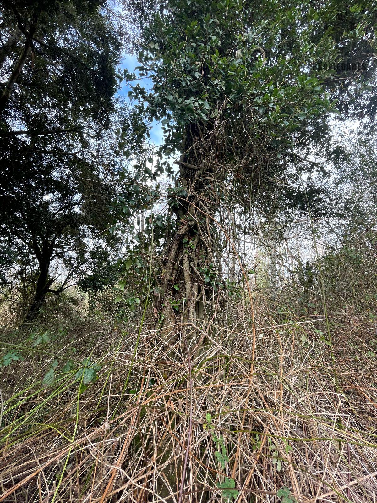 PARCELA DE 6.300 M2 EN LA COMUNA DE RIO BUENO